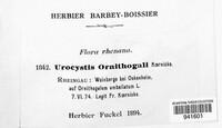 Urocystis ornithogali image